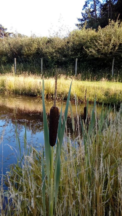Luxe Woodlodge In Een Prachtige En Bosrijke Omgeving Bornerbroek Esterno foto